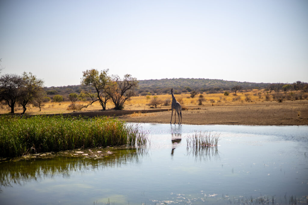 Game lodges dinokeng prices