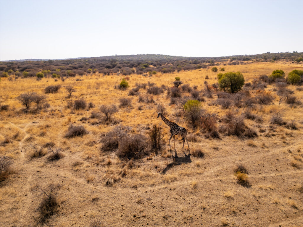 romantic game lodges in gauteng